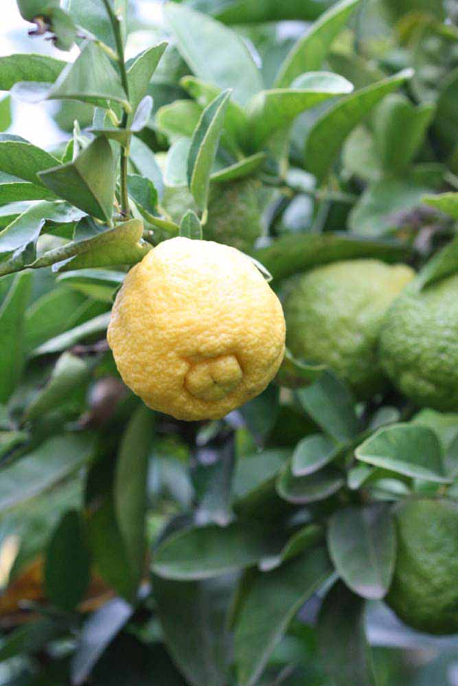            Fruit (Florida, Riverside, CA)   